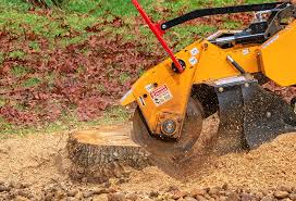 Professional Tree Services in Clinton, IA