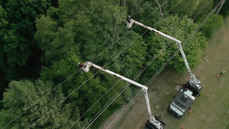 How Our Tree Care Process Works  in  Clinton, IA